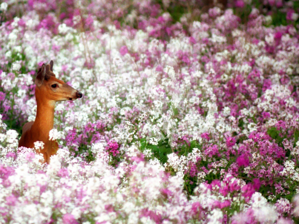 Deer In A Field of Flowers