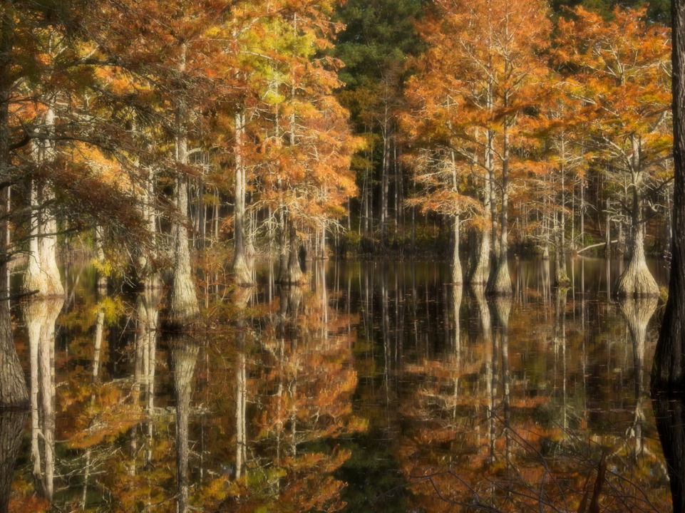 Fall at The Mill Pond
