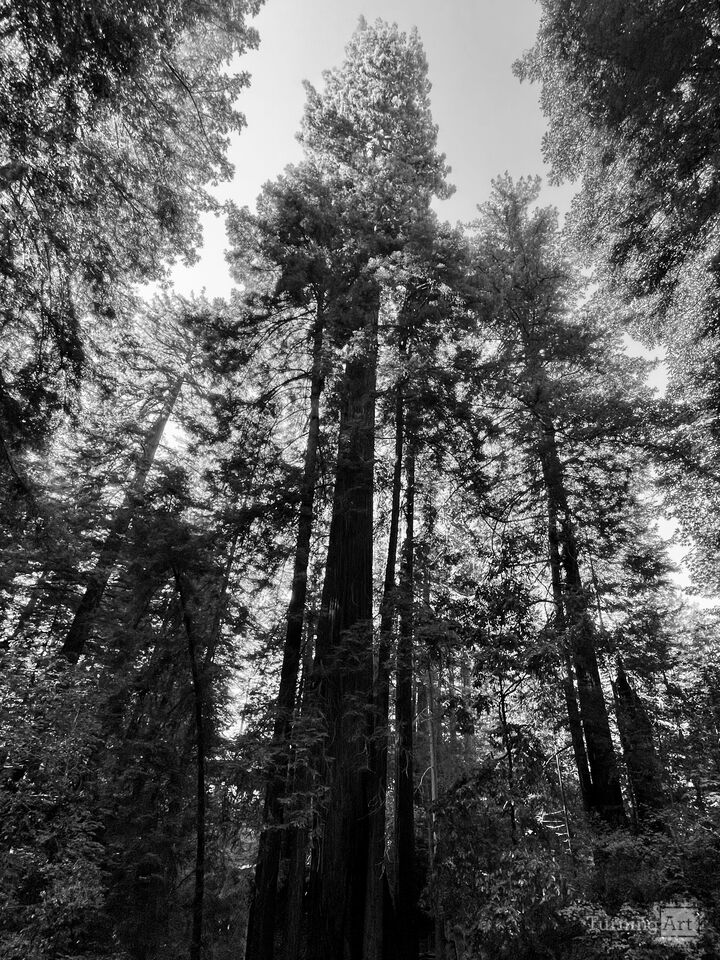 Redwood Reverie