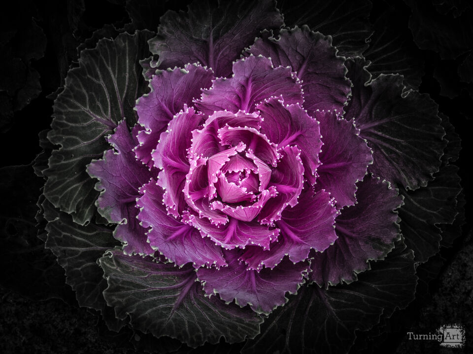 Backyard Flowers No 102 Color Version