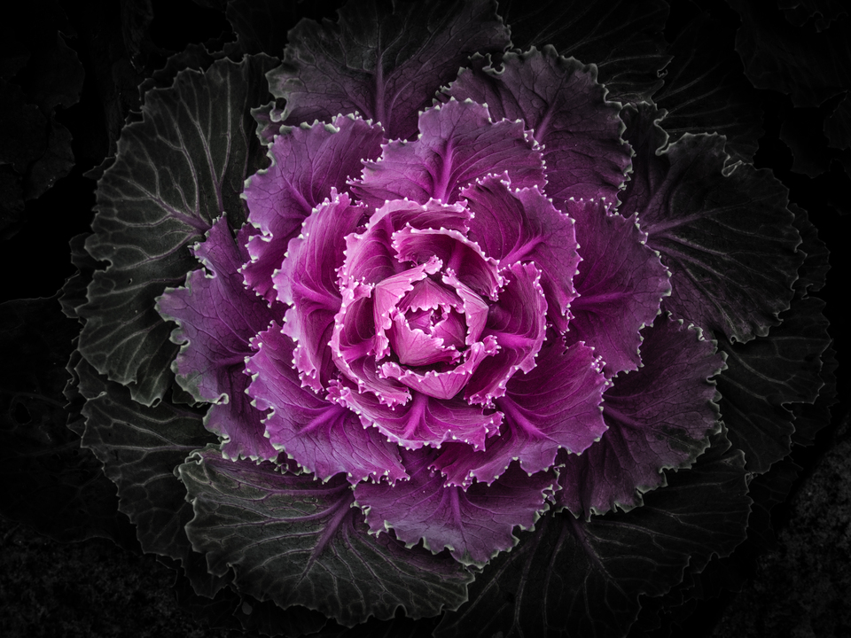 Backyard Flowers No 102 Color Version