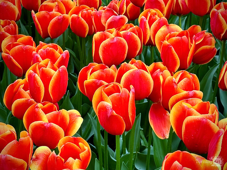 Fireball Tulips