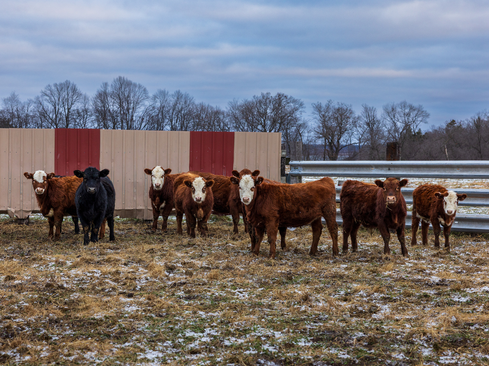Dells Winter Herd