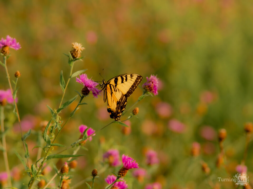 Among the Wild Flowers