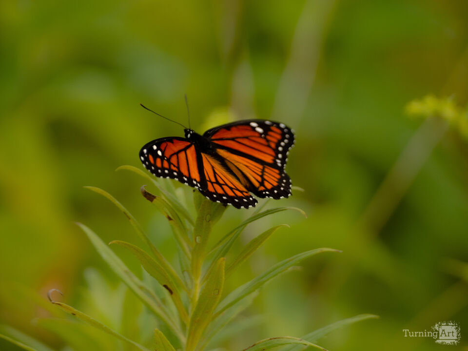 Monarch in the Meadow
