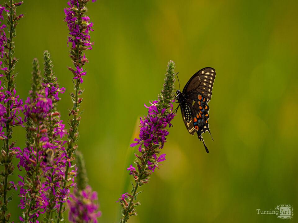 Black Swallowtail