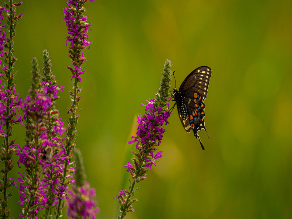 Black Swallowtail