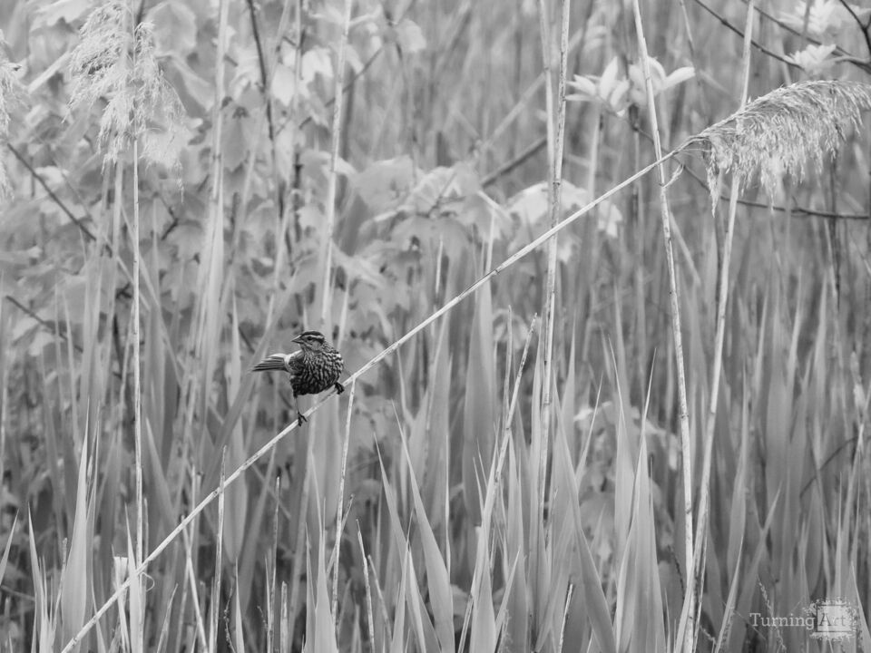 Song Sparrow in the Meadow