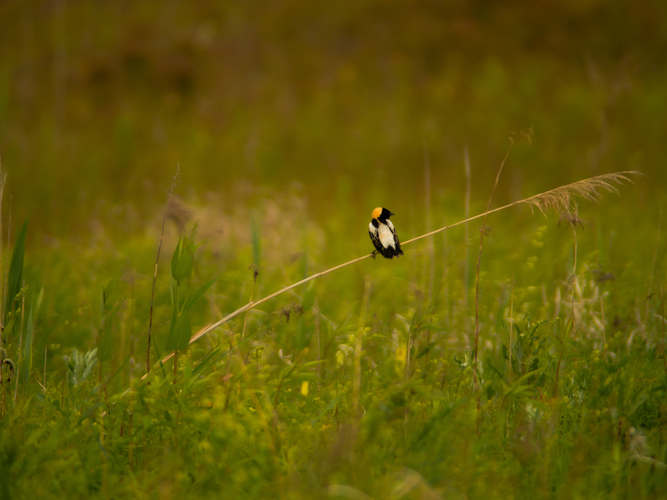 Bobolink