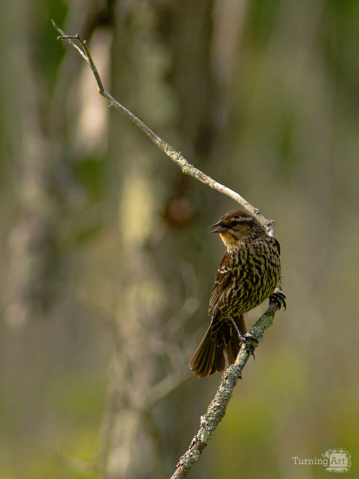 Song Sparrow