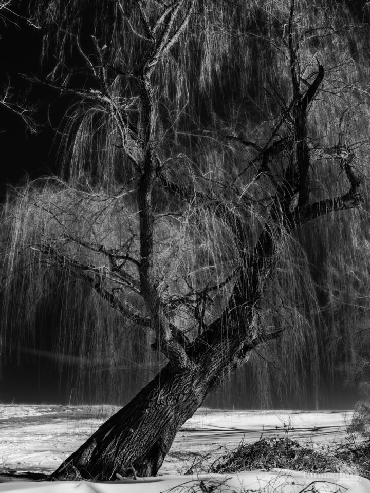 Willow In The Snow 2