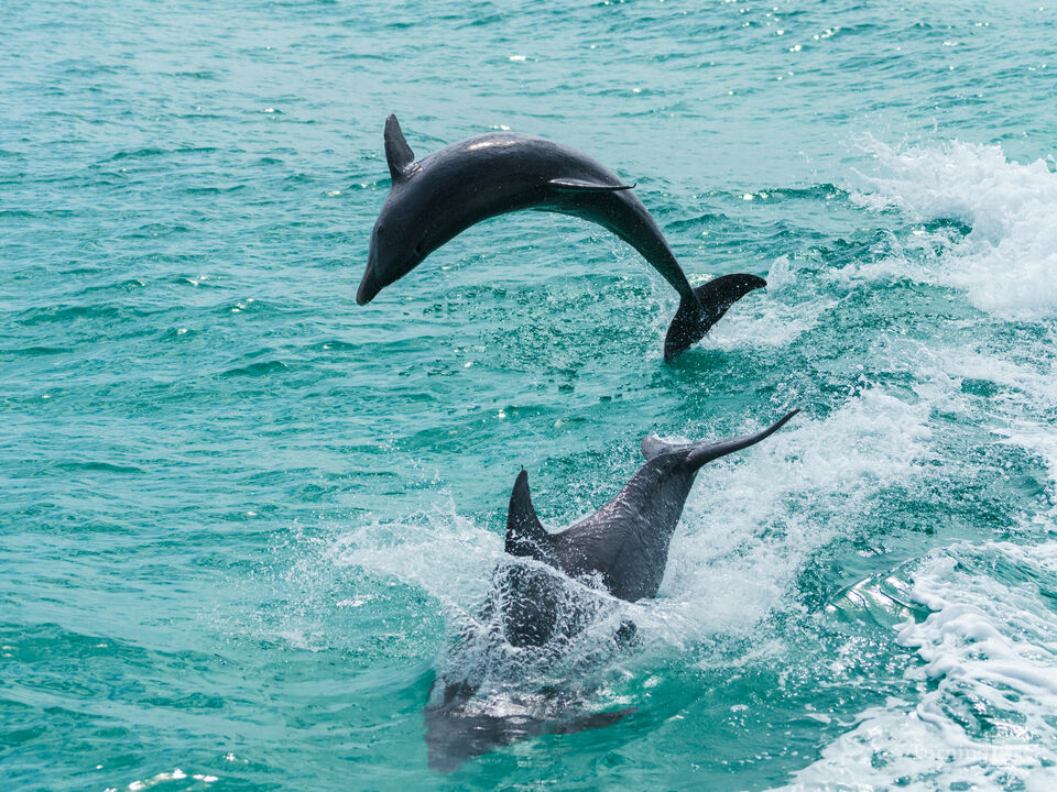 Playful Bottlenose Dolphins