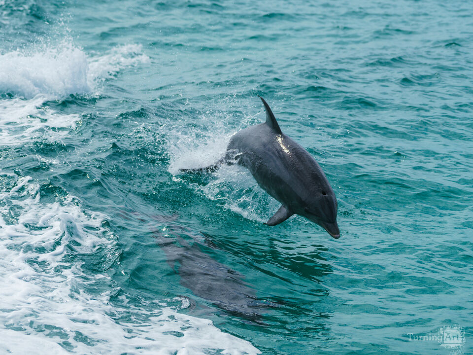 Joyful Dolphin Encounter At Sea
