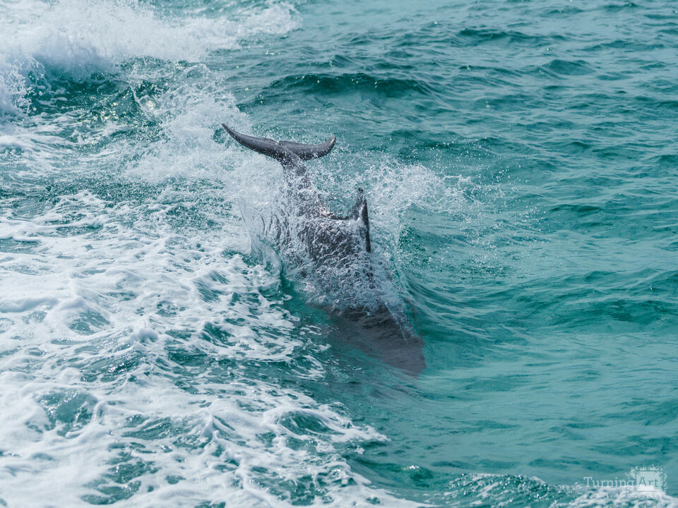 Dolphin Splash Landing Into The Water