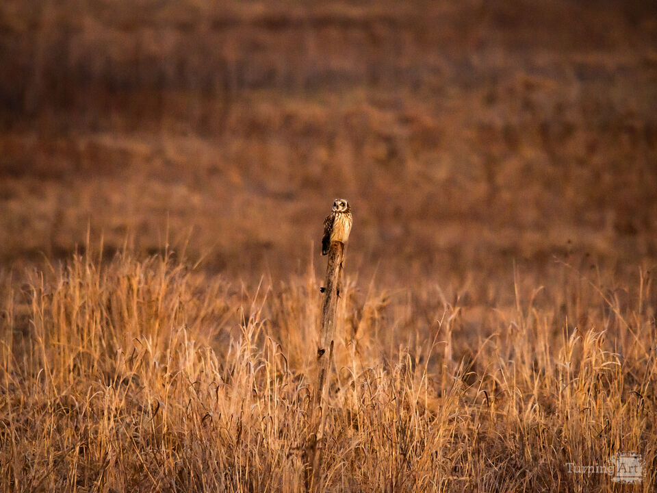 Sort-Ear On The Post
