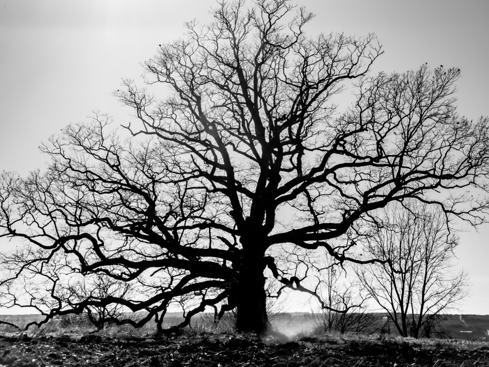 The Old Oak