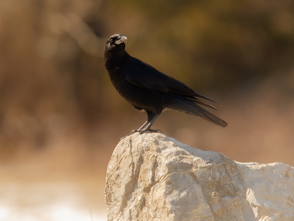 Portrait of a Fish Crow