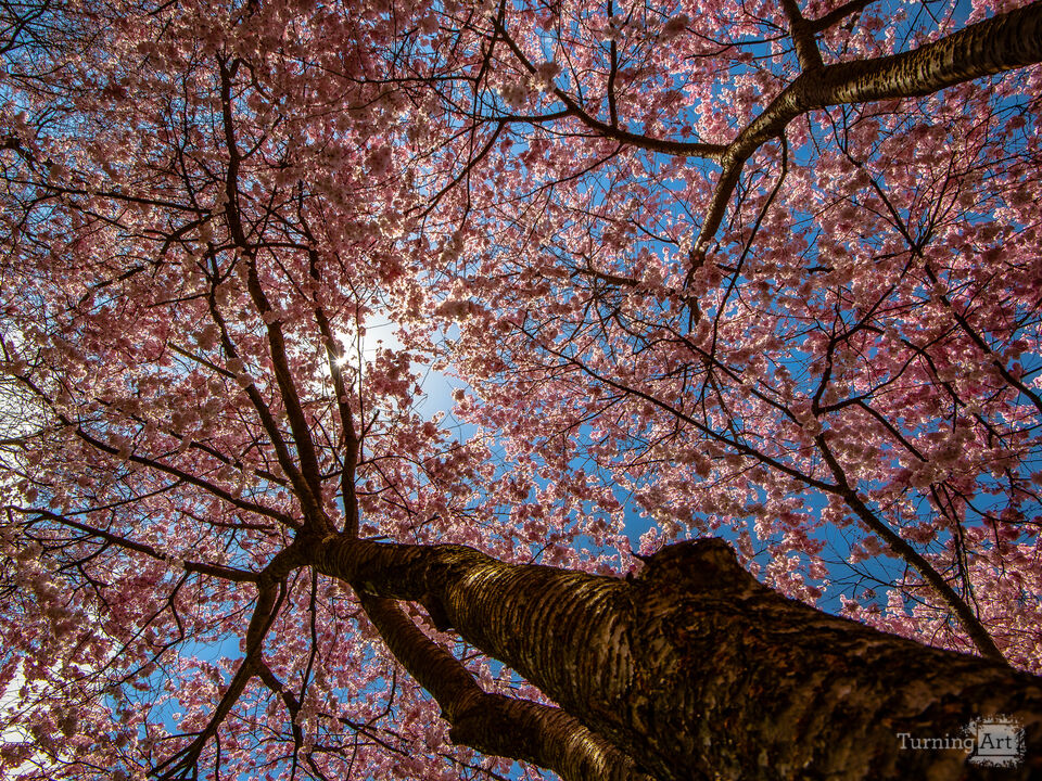 Under The Pink Canopy