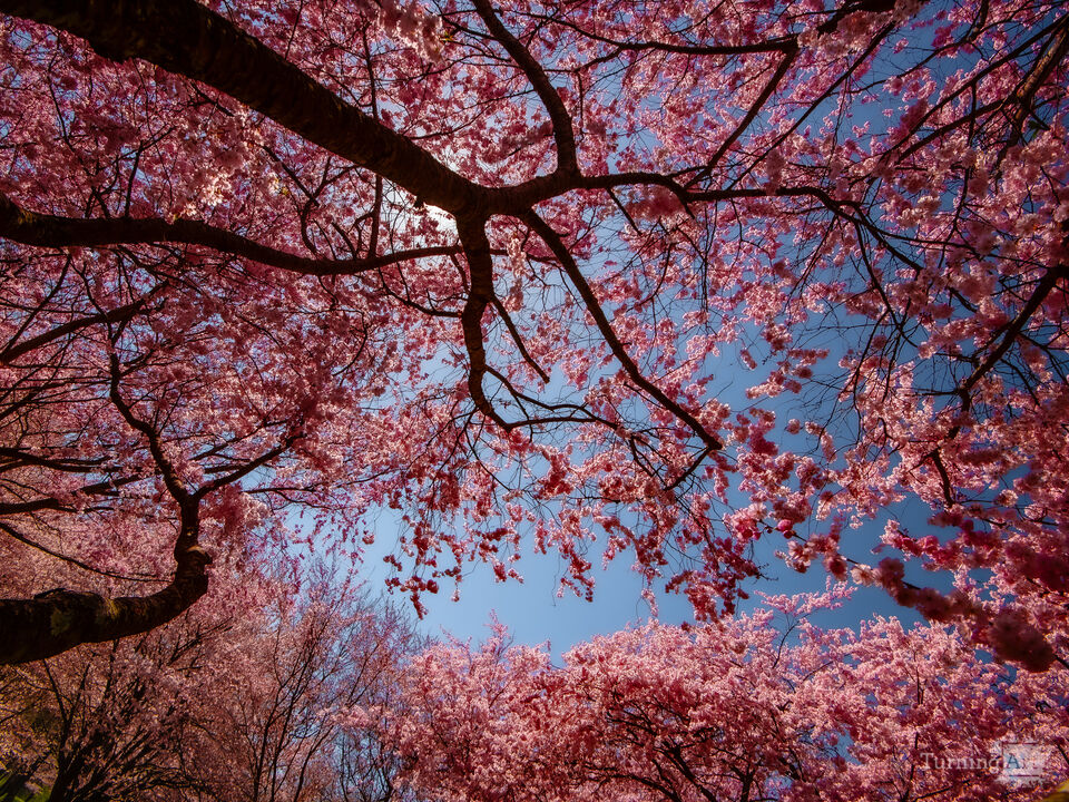 Under The Pink Canopy 2
