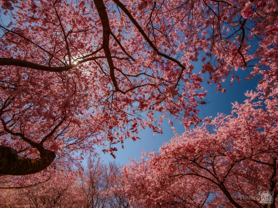 Under The Pink Canopy 3