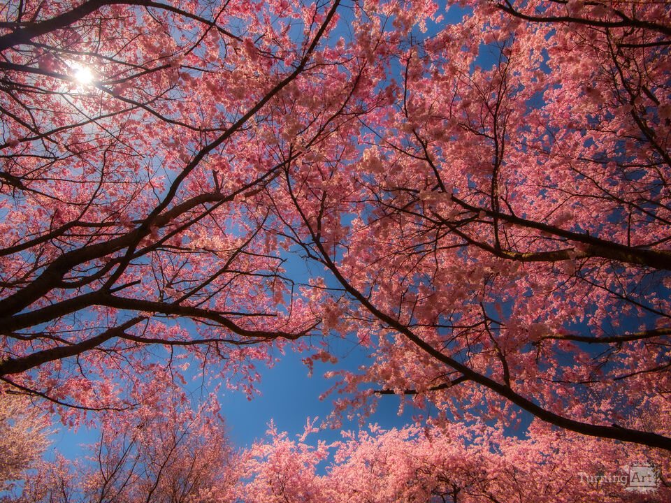 Under The Pink Canopy 4