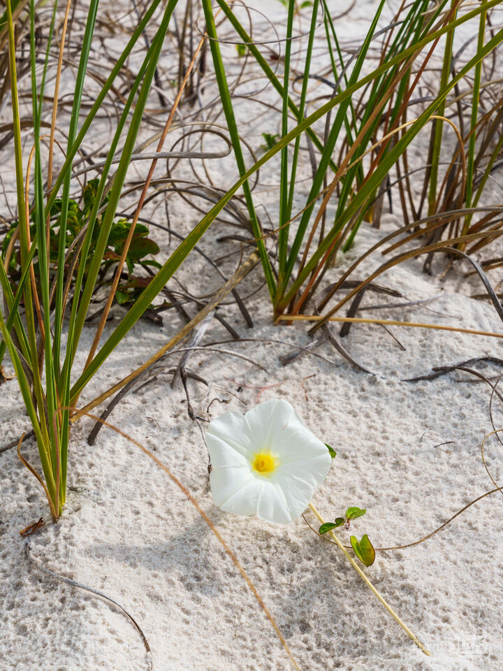 Orange Beach White Morning Glory Bloom