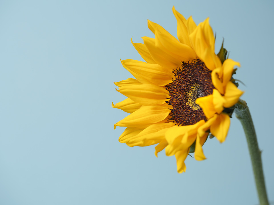 Turning Toward the Light