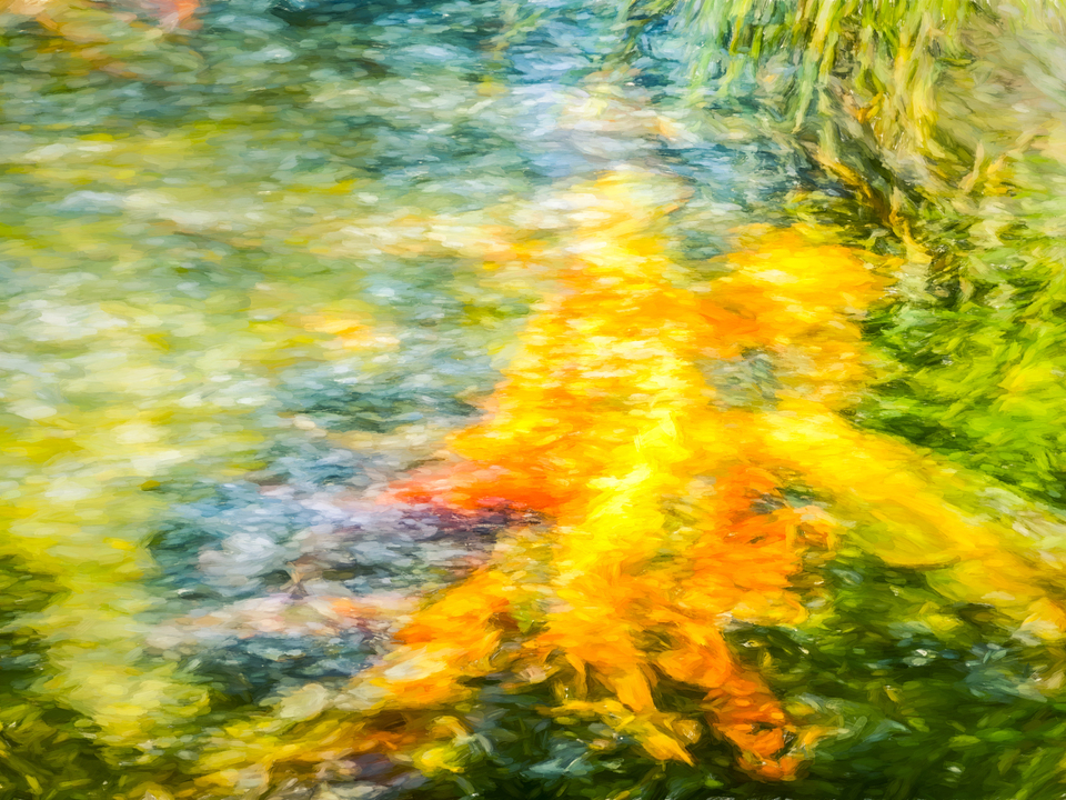 Vibrant Koi Pond Abstract