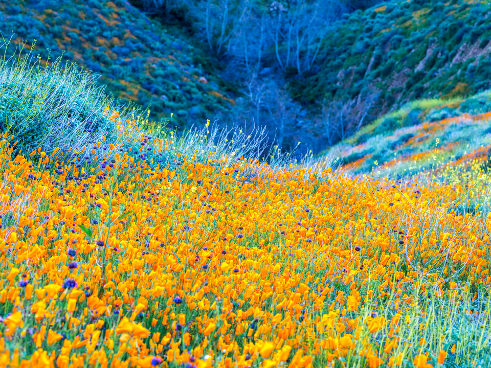 Vibrant Hillside of Orange Poppies