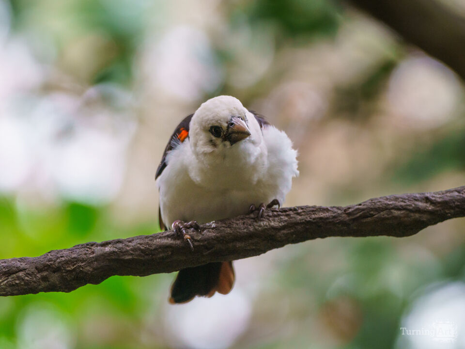 White Headed Buffalo Weaver