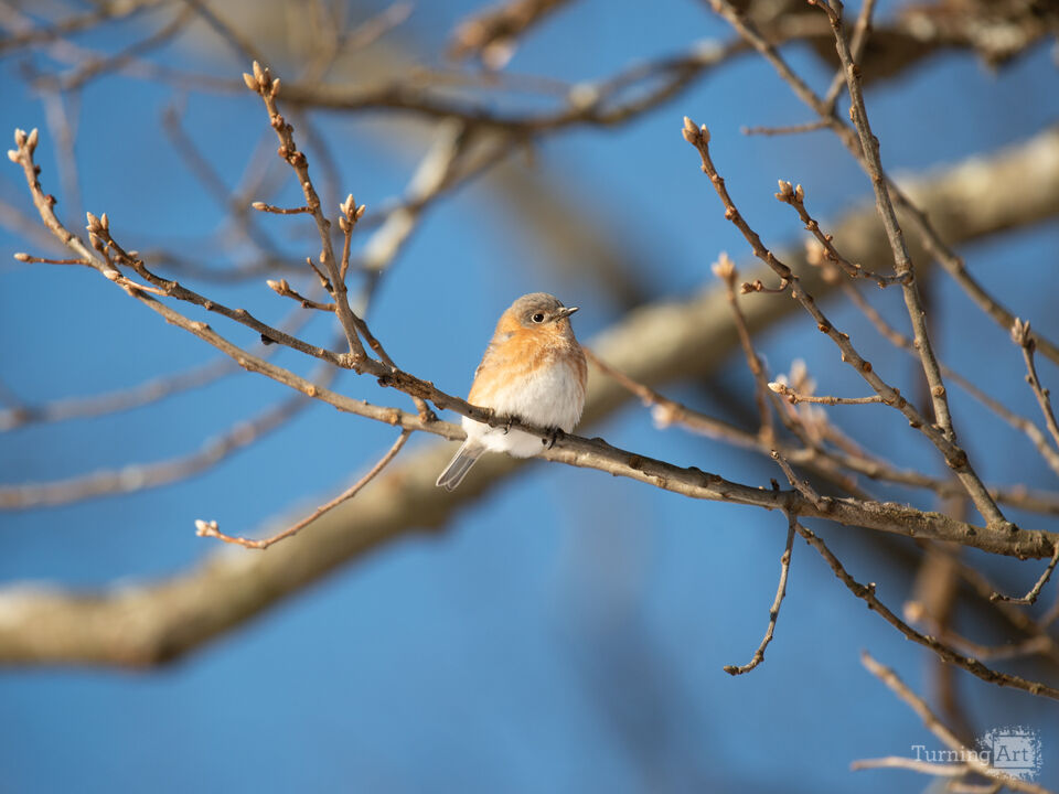 Eastern Blue Bird