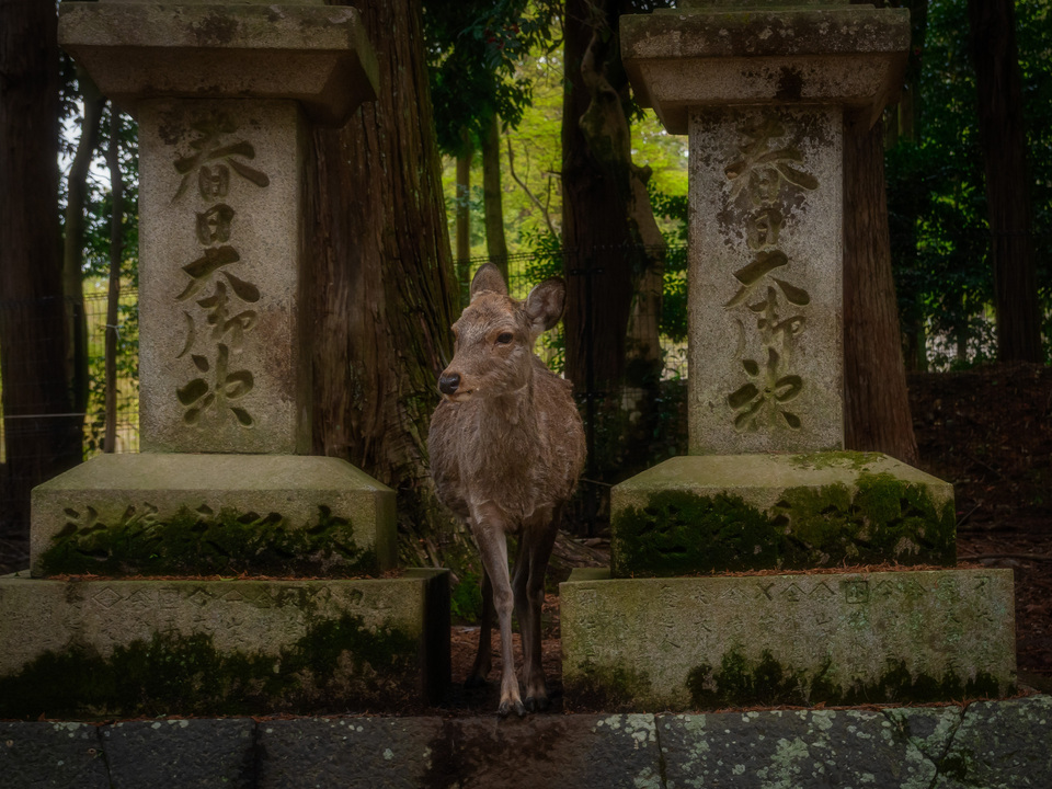 Sacred Deer at Stone Shrine
