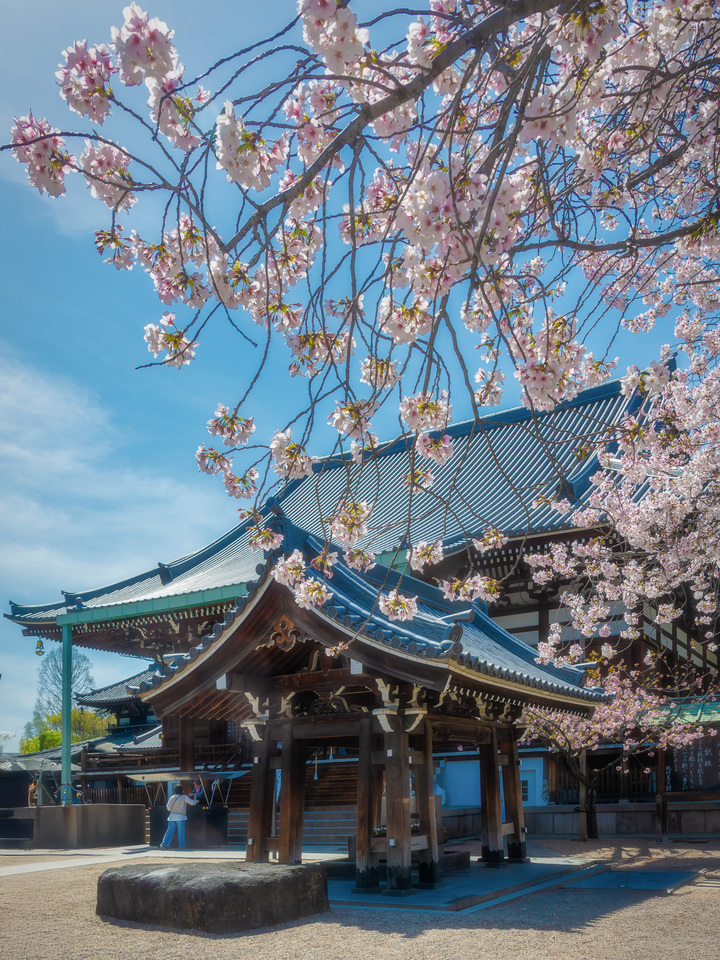 Cherry Blossoms at Temple Courtyard