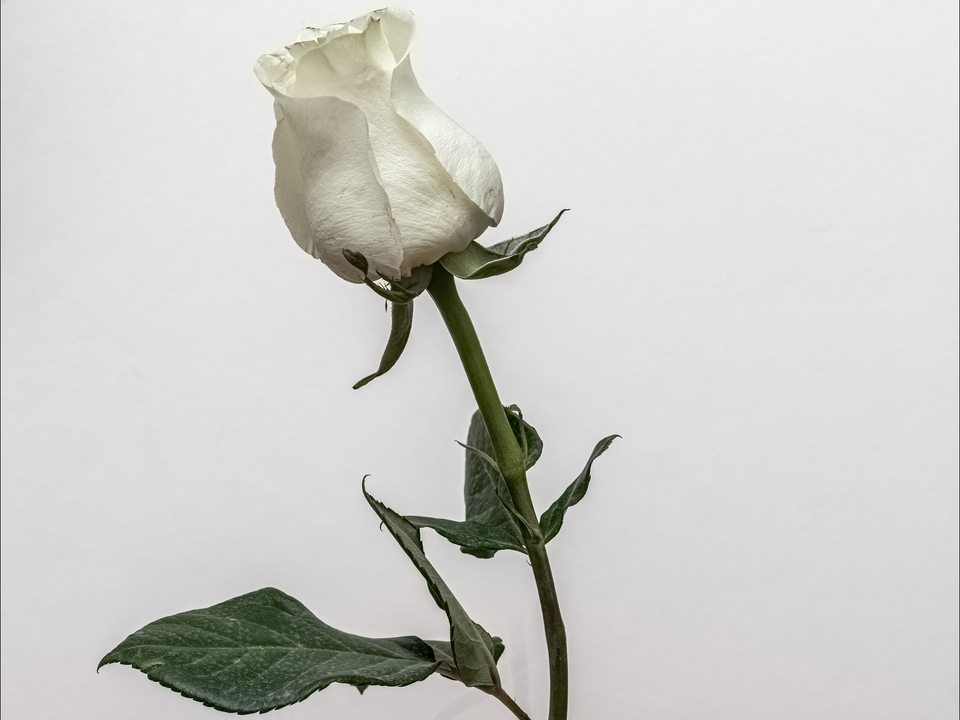 White Tulip 2