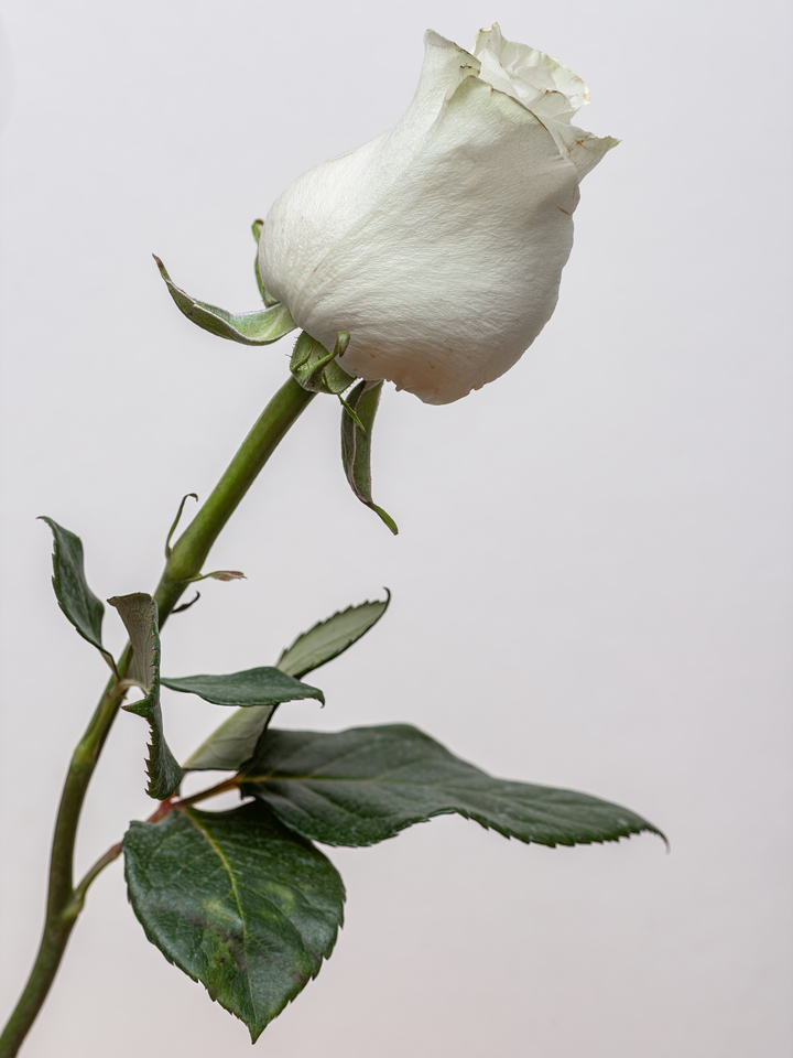 White Tulip