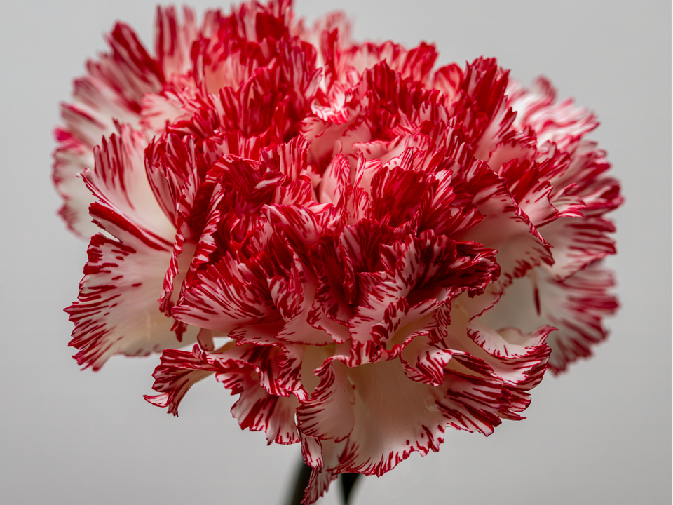 Red and White Burst