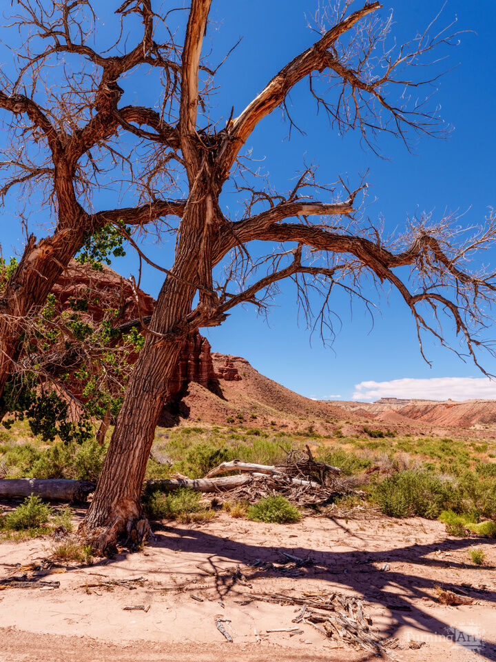 Leaning Trees Capitol Reef National Park