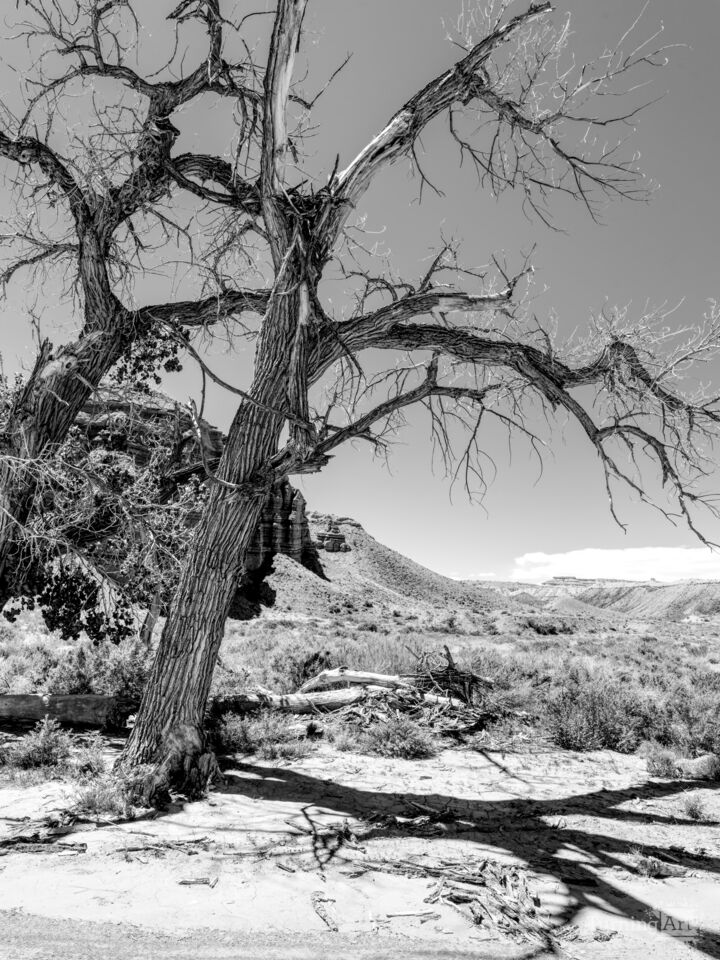 Leaning Trees Capitol Reef National Park Grayscale