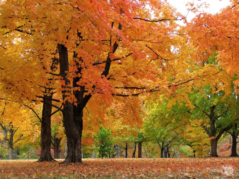 Autumn Gold, Forest Park, St. Louis