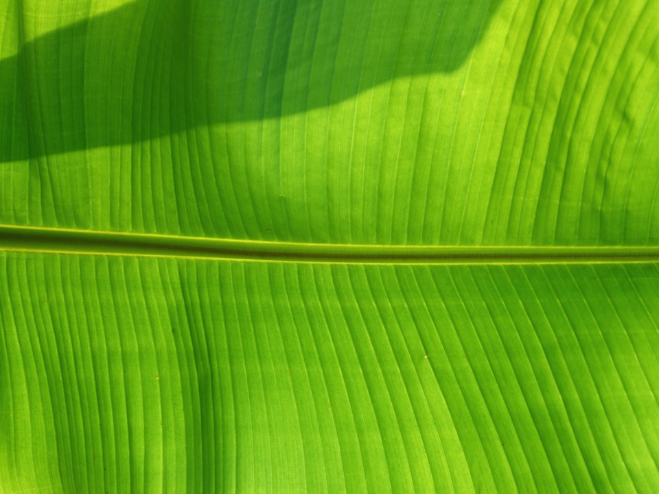 Banana Leaf 2