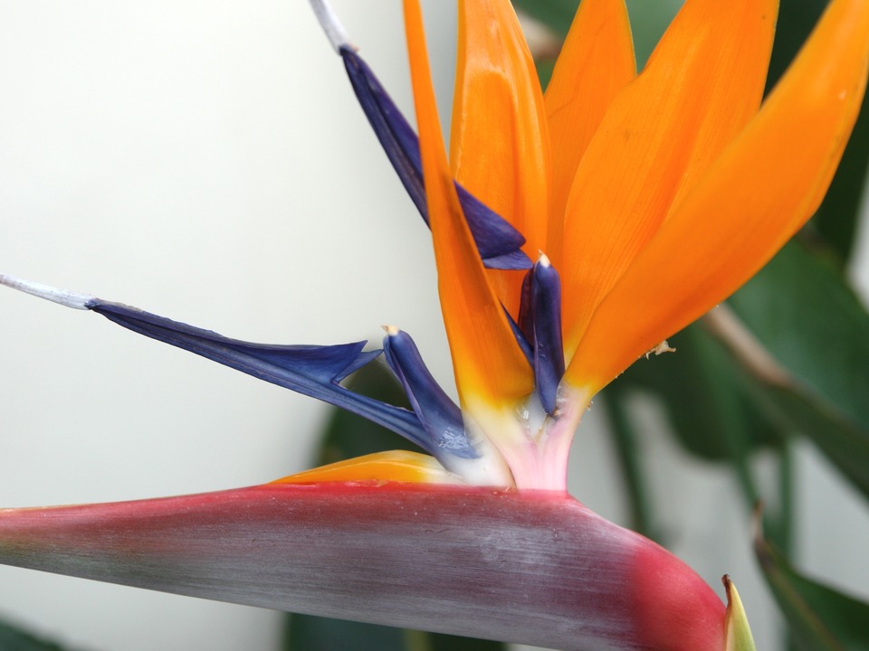Bird of Paradise, Santa Barbara, CA