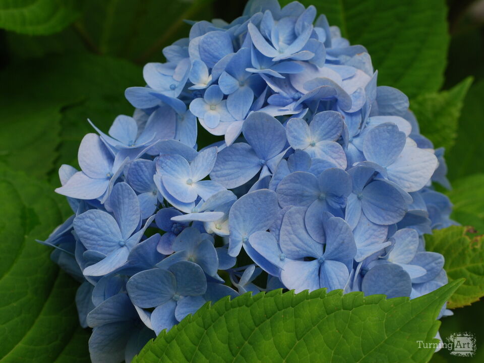 Blue Hydrangea in Madison, CT