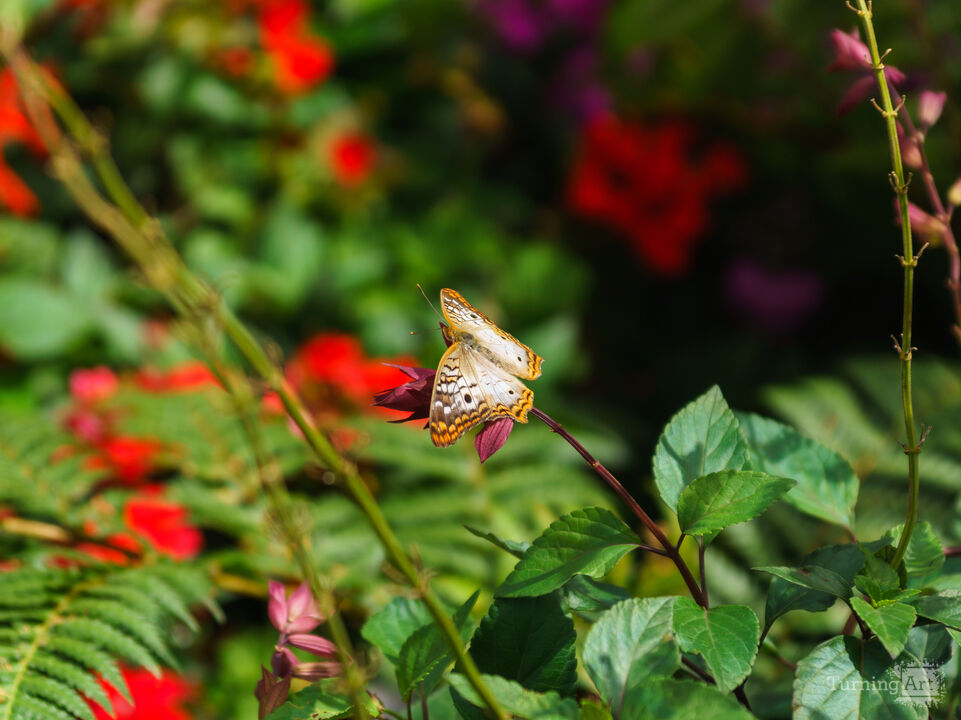 White Peacock Butterfly Flower Garden