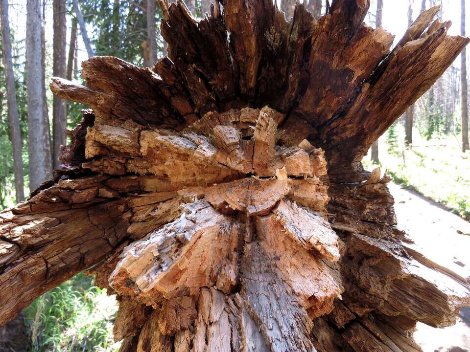 Broken Pine, Colorado