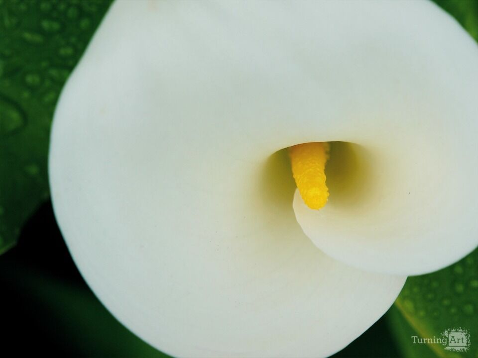 Fragrant Form of a Flower