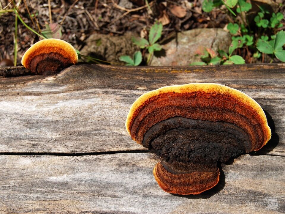 Fungus Amongus
