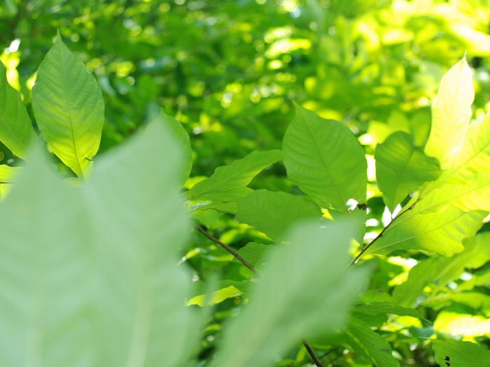 Klondike Park Forest