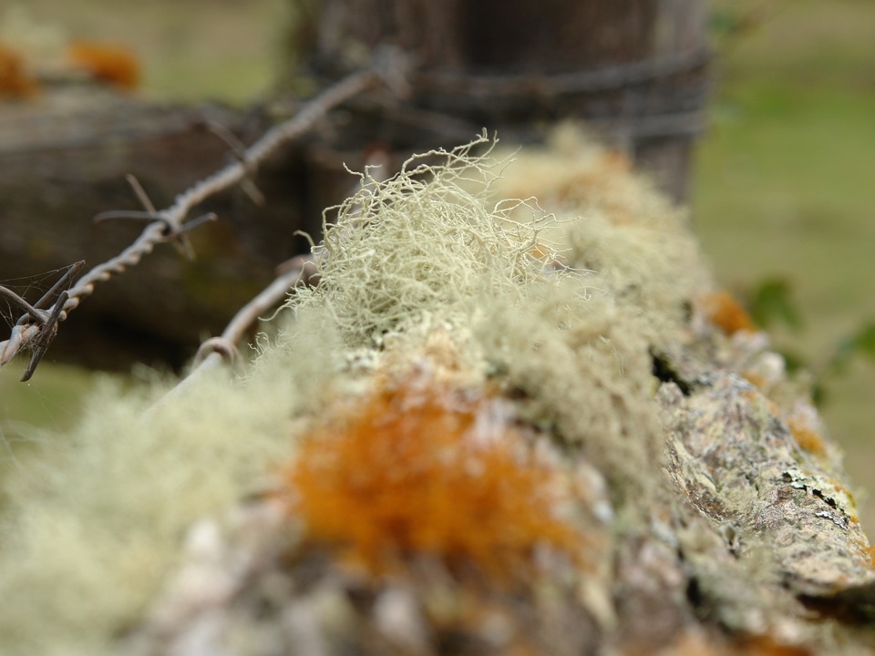 Lichen, Hana Road, Big Island, HI