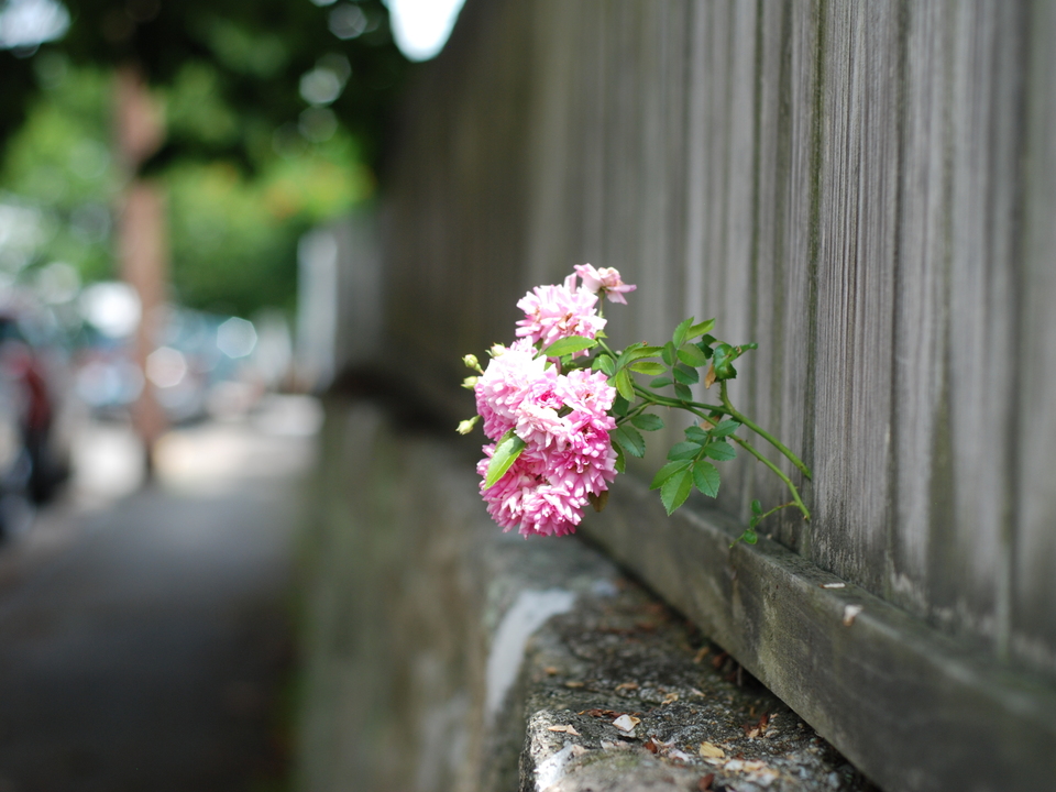 Life Springs Eternal, Madison, CT