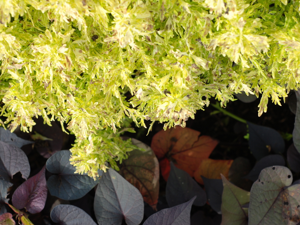 Light, Form, and Color